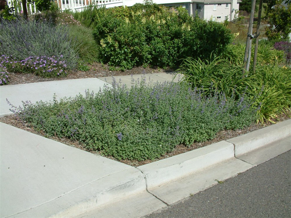 Catmint Strip