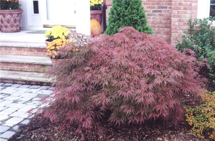 Acer palmatum 'Dissectum Crimson Queen'