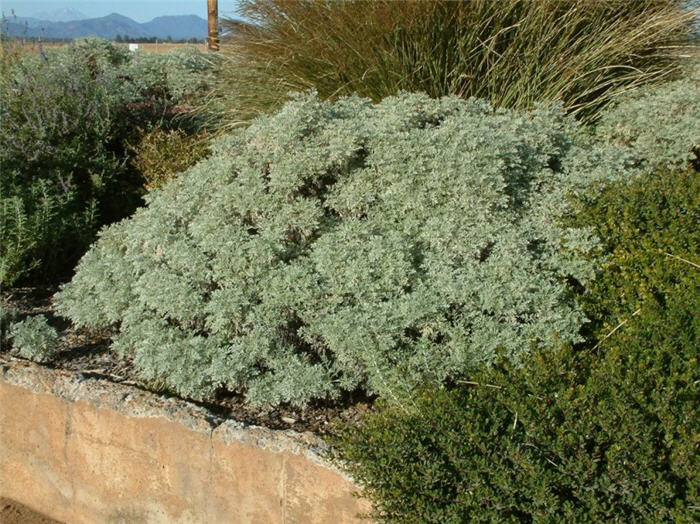 Artemisia 'Powis Castle'