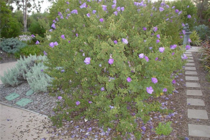 Alyogyne huegelli Purple Delight